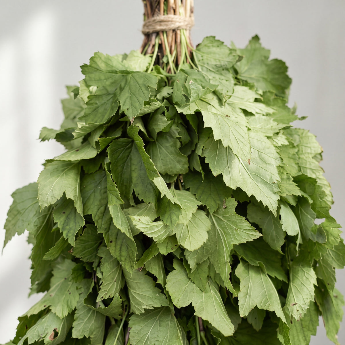 Sauna Whisk Black Currant - leaf detail