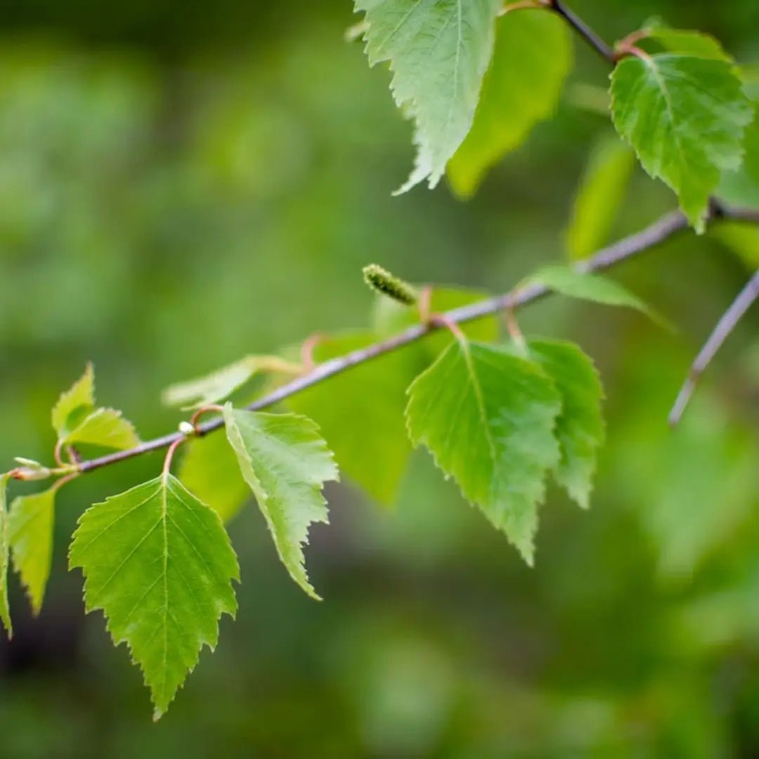 Birch Leaf Scented Candle (Koivikko) by Osmia Sauna Scents | Finnmark Sauna