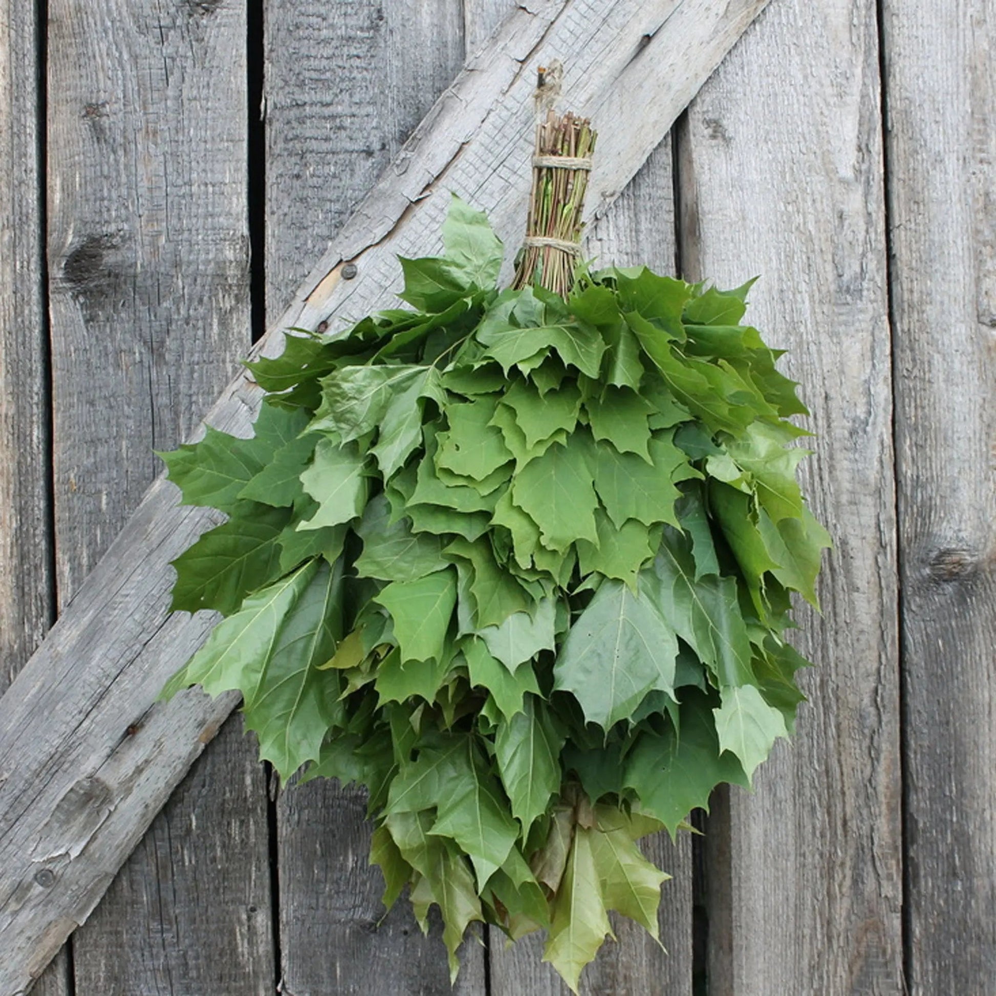 Dried Hand Made Sauna Whisk / Sauna Vihta - Maple Sauna Whisks / Sauna Vihta | Finnmark Sauna